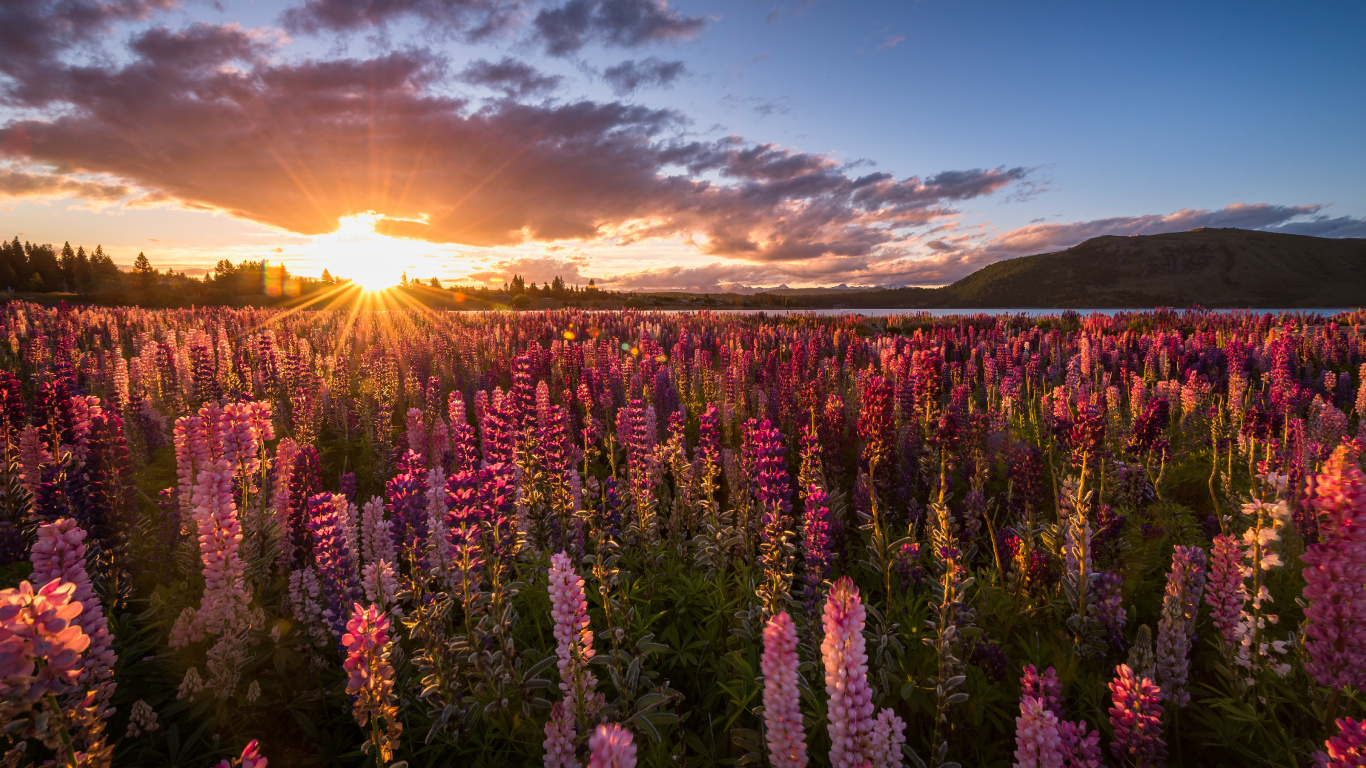 Lila Blumenfeld Bei Sonnenuntergang. Wallpaper in 1366x768 Resolution