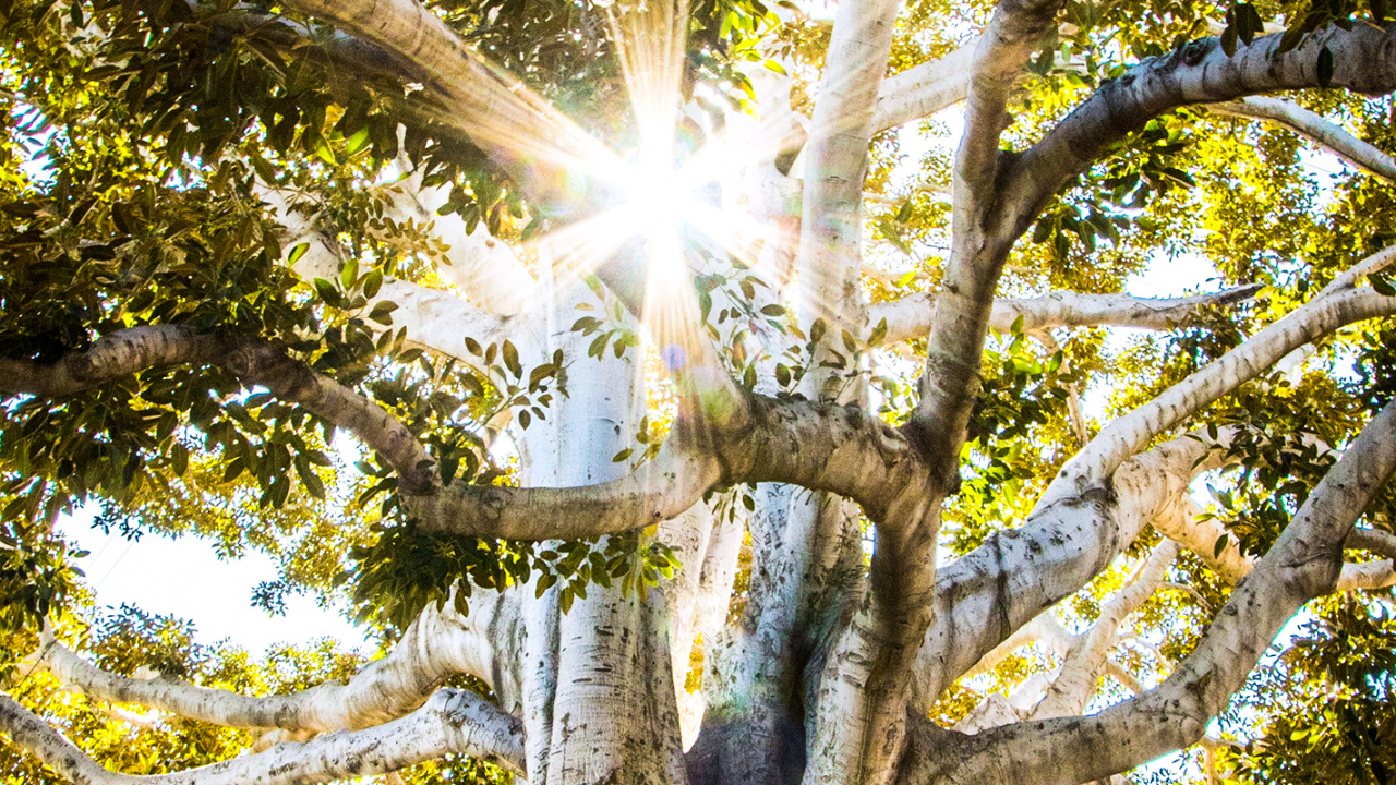 Big Tree Park and Historical Marker, Tree, People in Nature, Wood, Twig. Wallpaper in 1280x720 Resolution