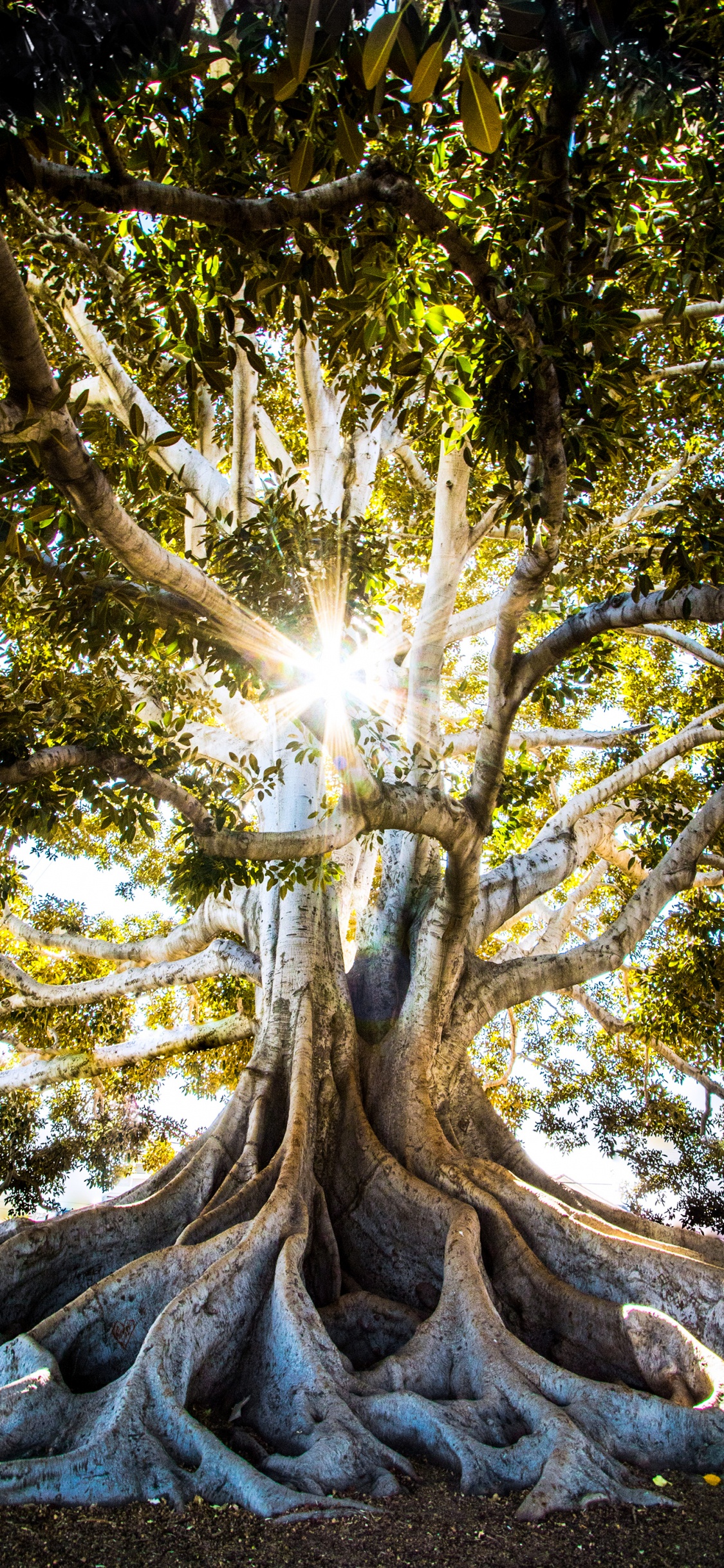 Großer Baumpark Und Historische Markierung, Baum, Menschen in Der Natur, Holz, Zweig. Wallpaper in 1125x2436 Resolution