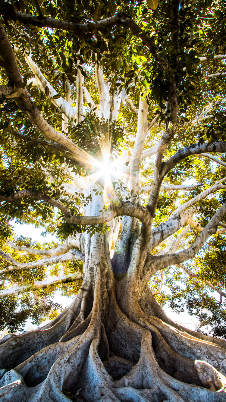 Großer Baumpark Und Historische Markierung, Baum, Menschen in Der Natur, Holz, Zweig. Wallpaper in 750x1334 Resolution