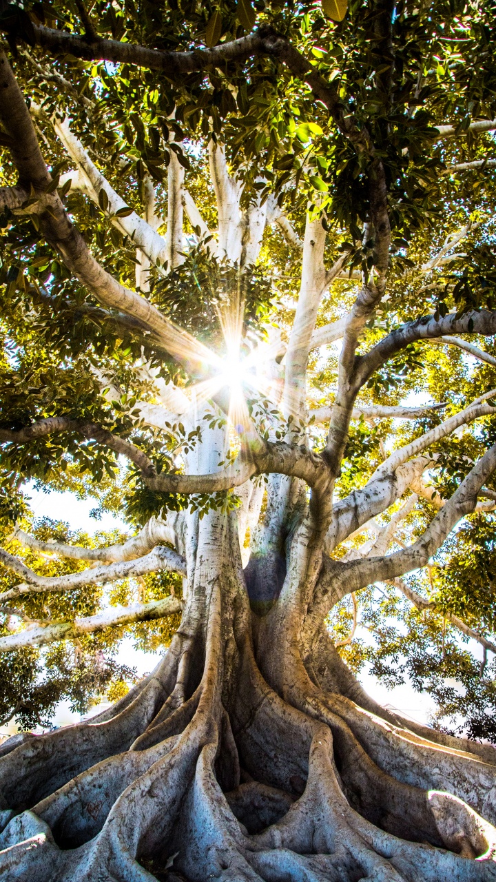 人们在自然界, 木, 树枝, 自然景观, 植被 壁纸 720x1280 允许