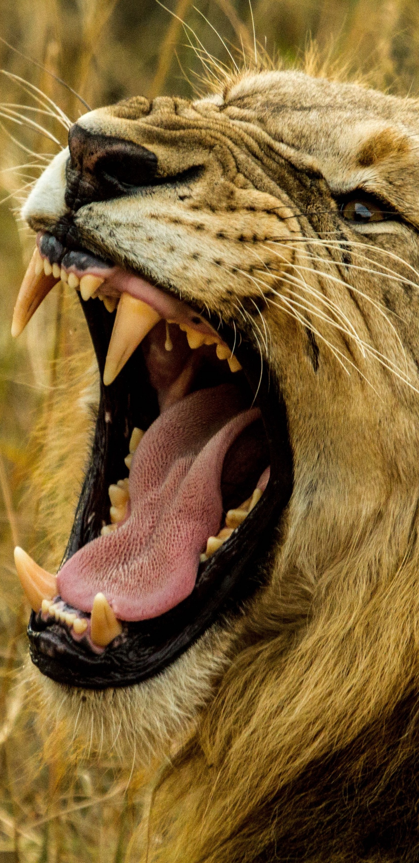 Lion Couché Sur L'herbe Brune Pendant la Journée. Wallpaper in 1440x2960 Resolution