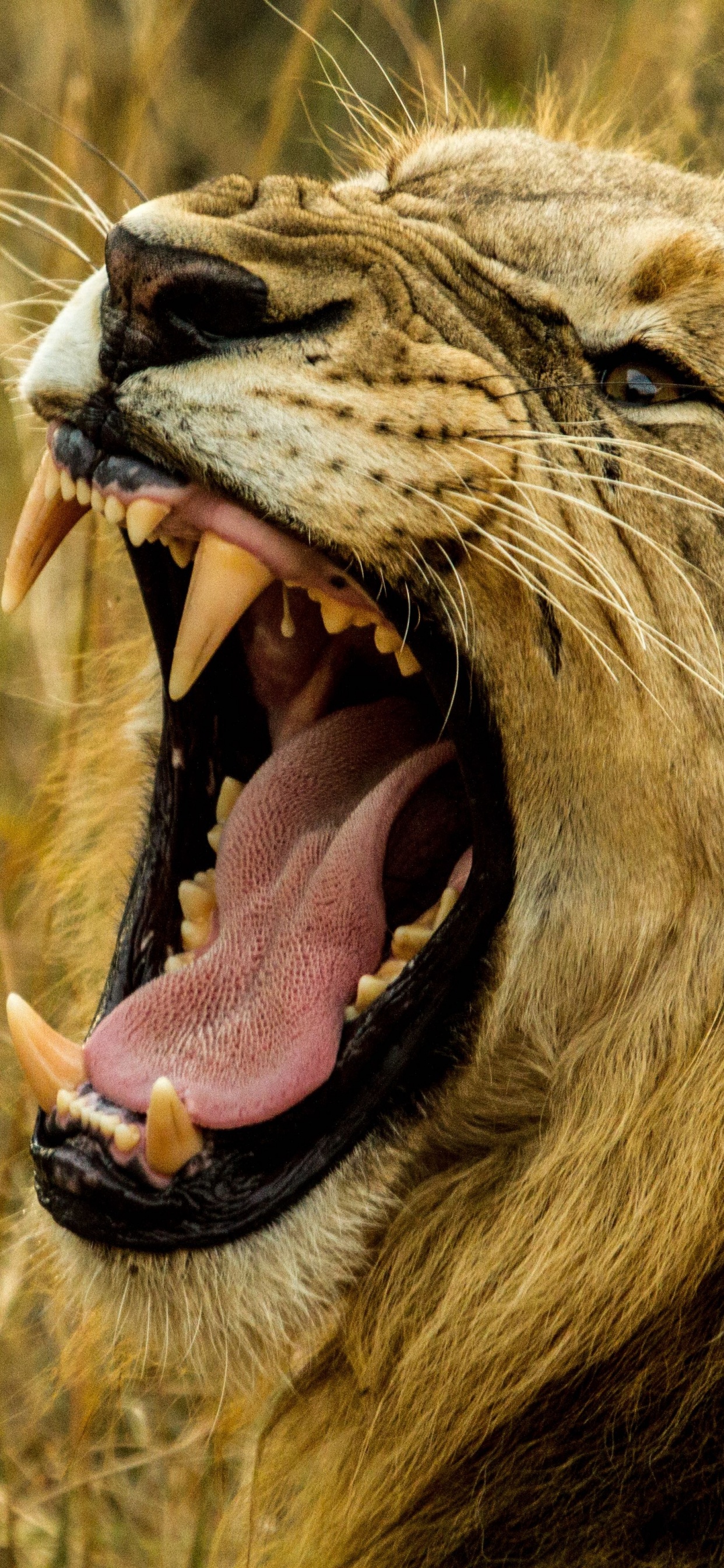 León Acostado Sobre la Hierba Marrón Durante el Día. Wallpaper in 1242x2688 Resolution