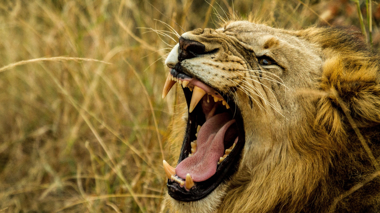 León Acostado Sobre la Hierba Marrón Durante el Día. Wallpaper in 1280x720 Resolution