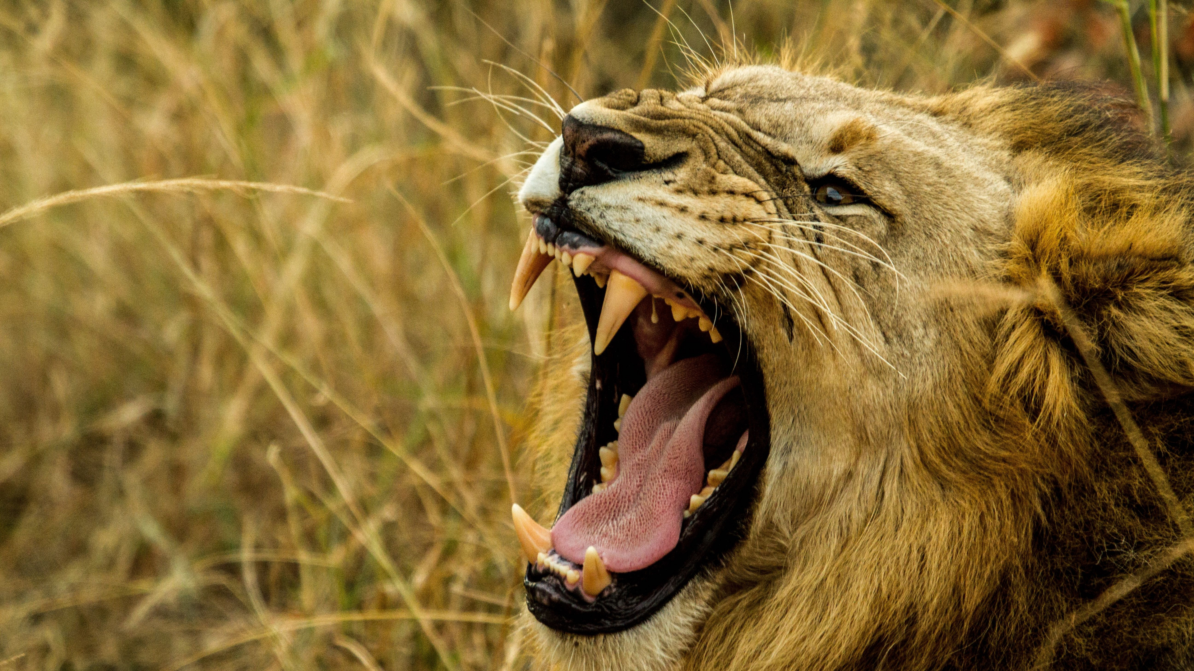Lion Lying on Brown Grass During Daytime. Wallpaper in 3840x2160 Resolution