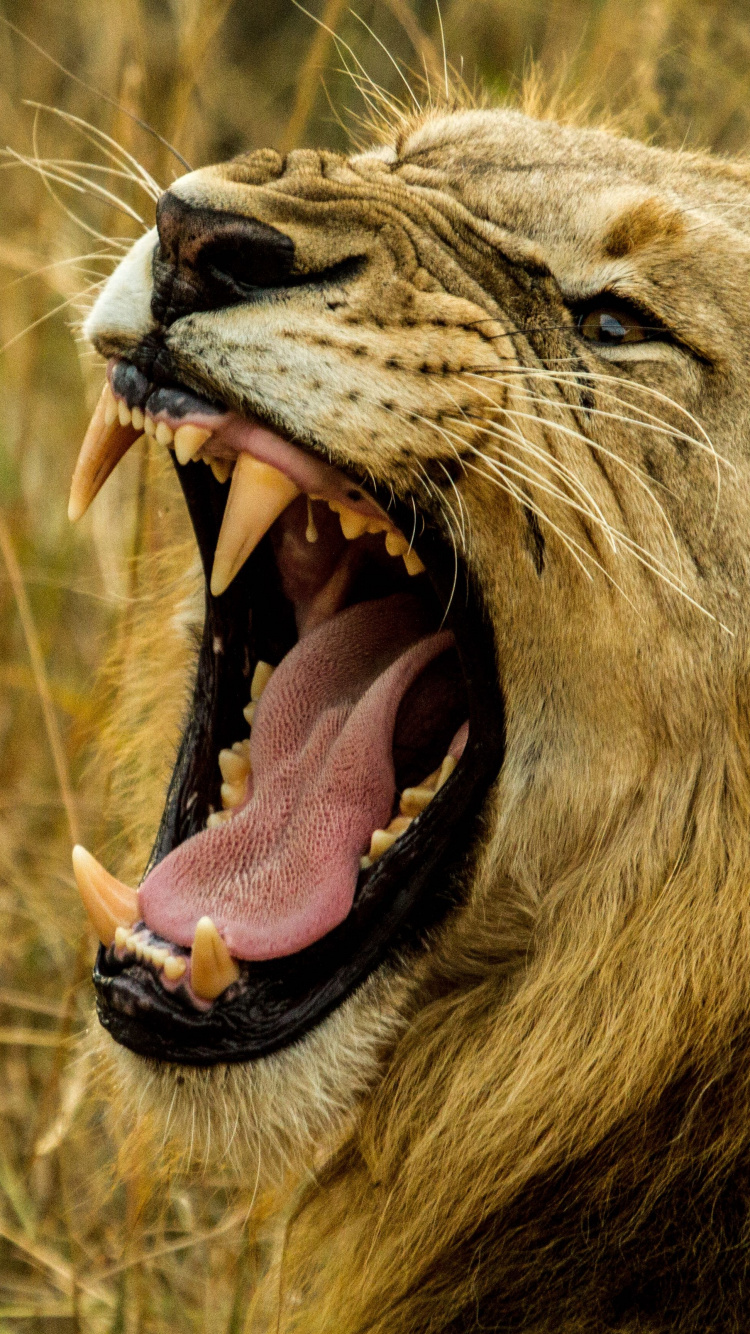 Lion Lying on Brown Grass During Daytime. Wallpaper in 750x1334 Resolution