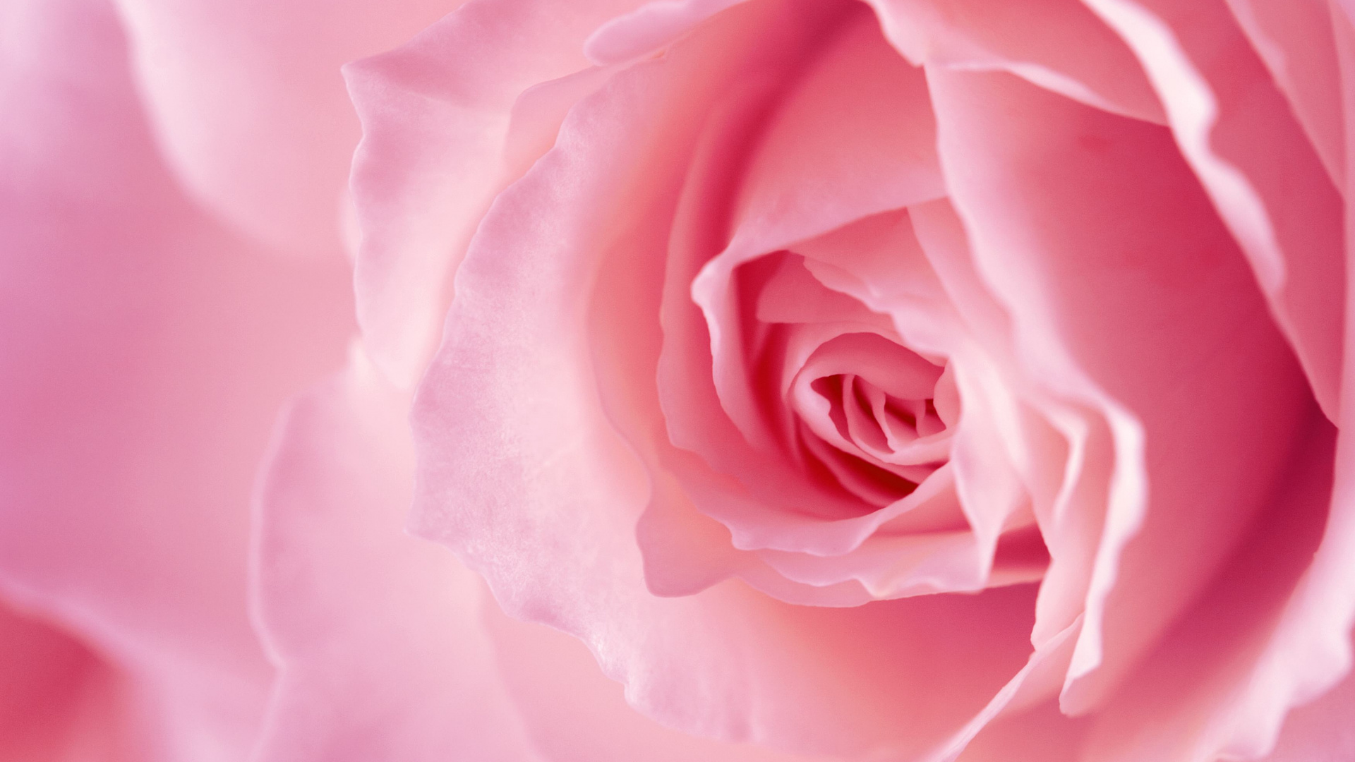 Rosa Rose in Voller Blüte Nahaufnahme Foto. Wallpaper in 1920x1080 Resolution