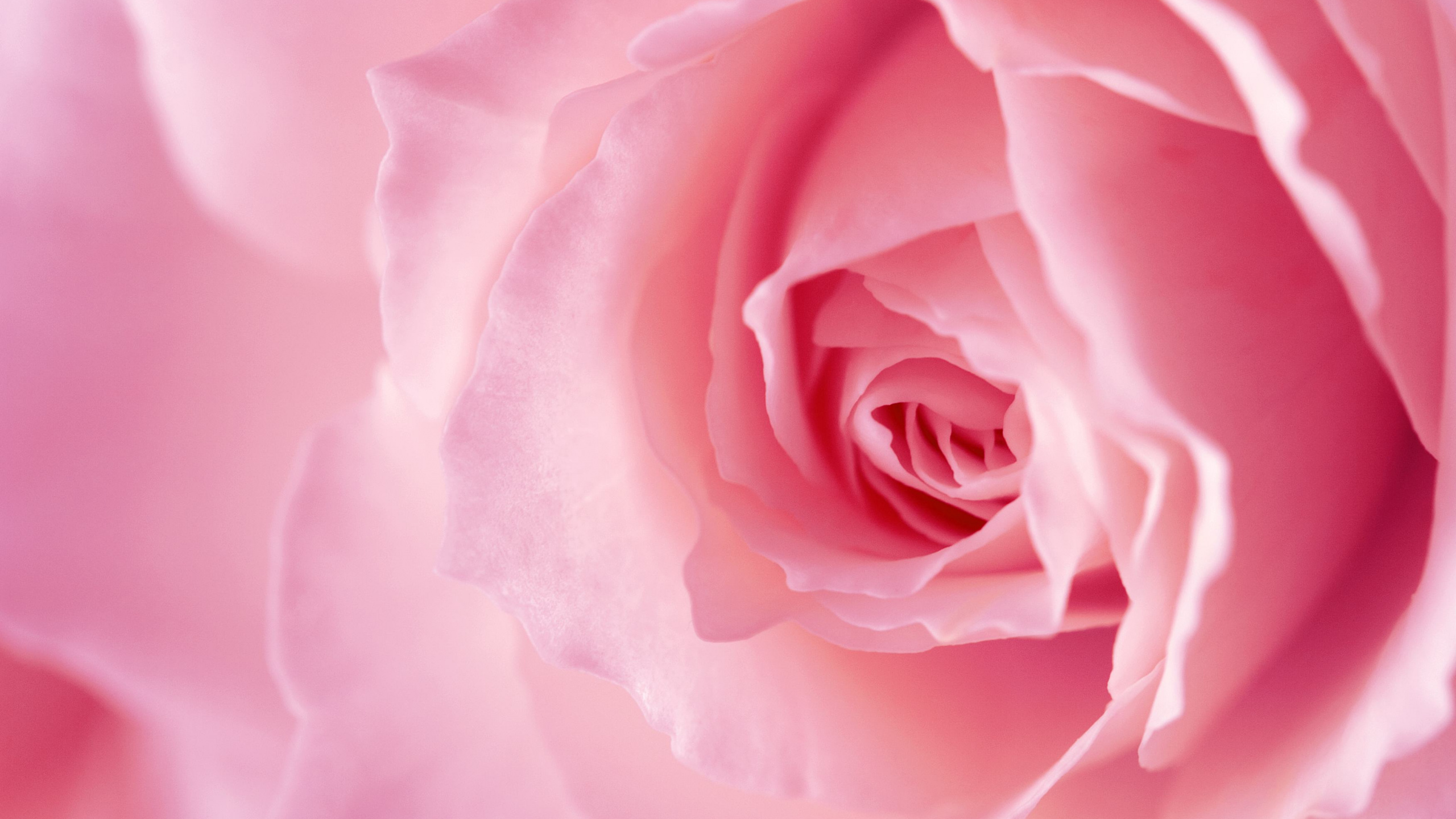 Rosa Rose in Voller Blüte Nahaufnahme Foto. Wallpaper in 2560x1440 Resolution