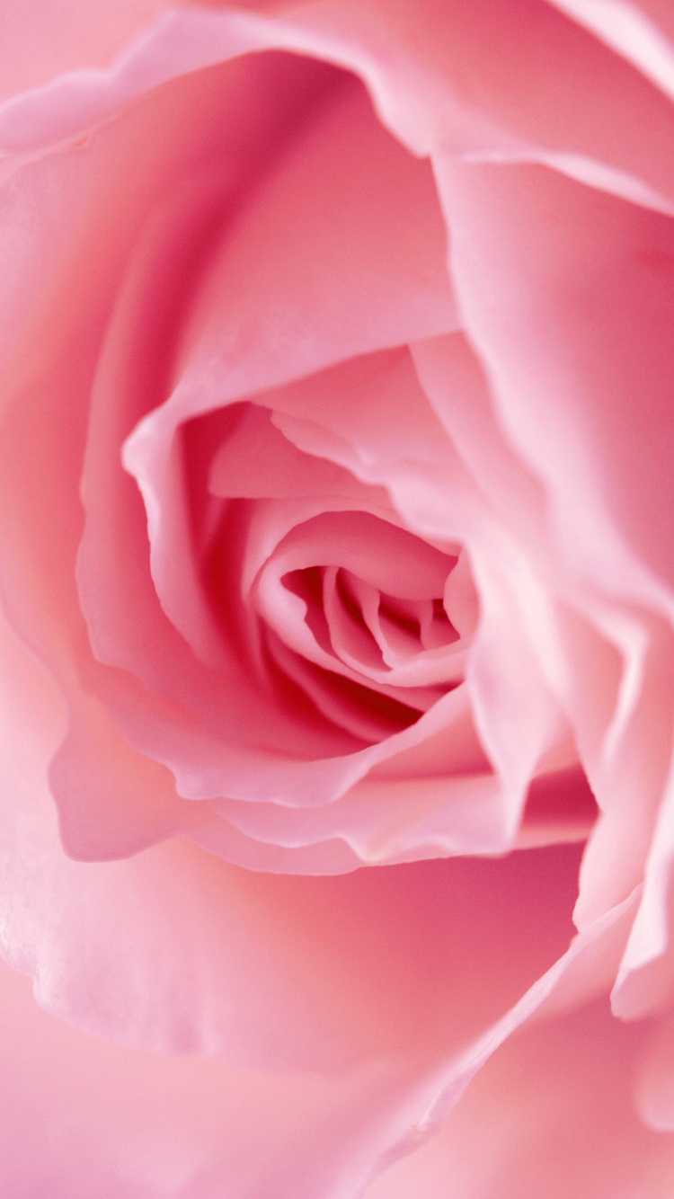 Rosa Rose in Voller Blüte Nahaufnahme Foto. Wallpaper in 750x1334 Resolution