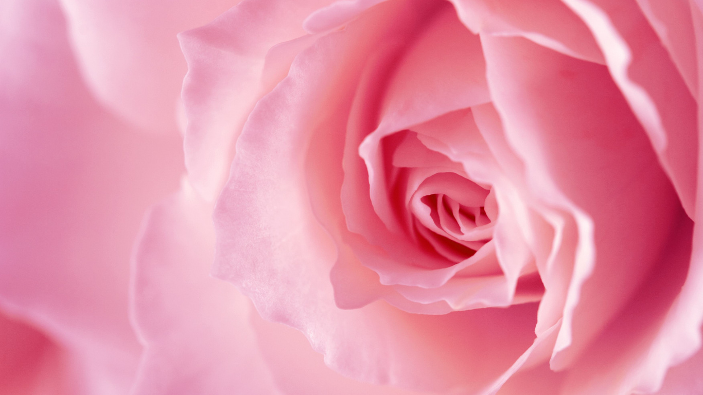 Rosa Rosa en Flor Cerrar Foto. Wallpaper in 1366x768 Resolution