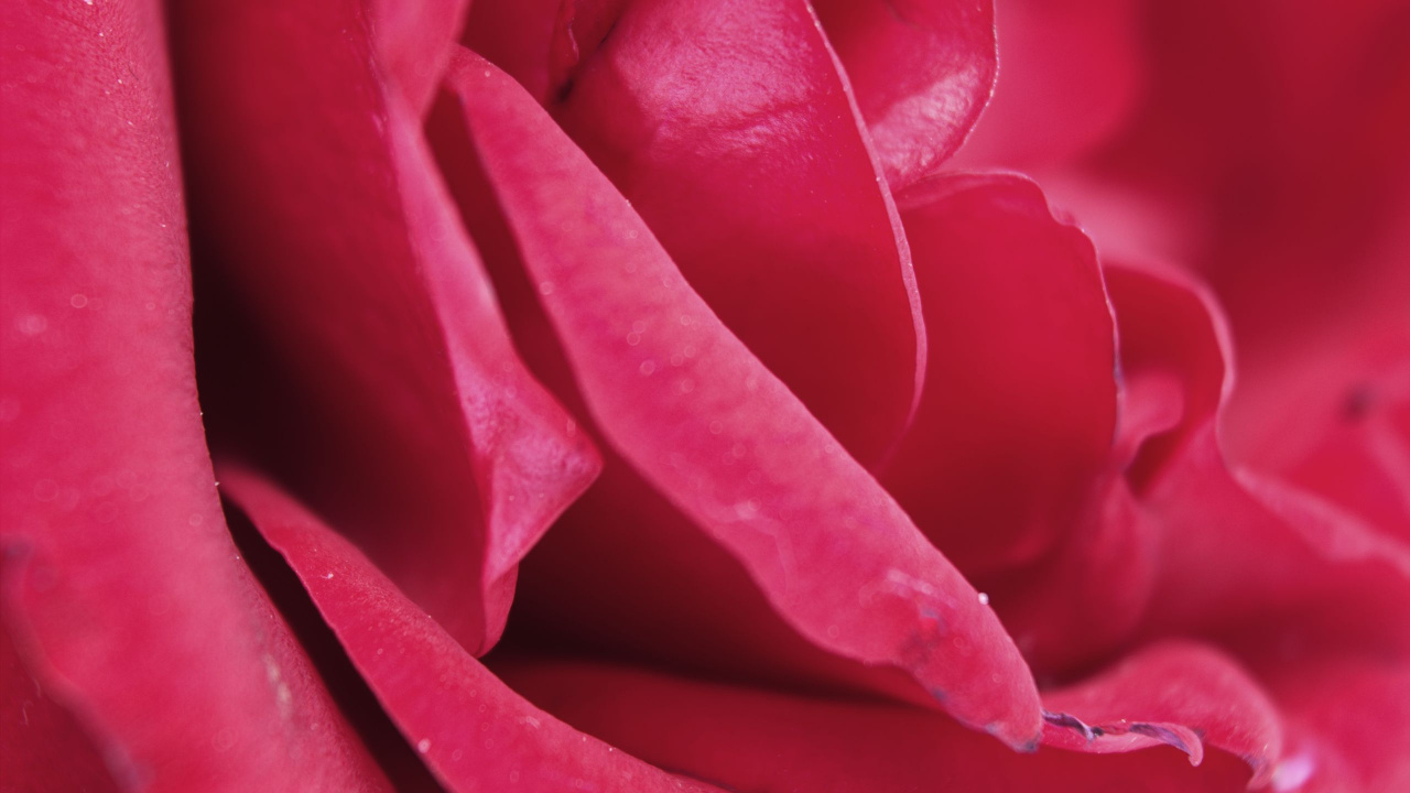 Rose Rouge en Photographie Rapprochée. Wallpaper in 1280x720 Resolution