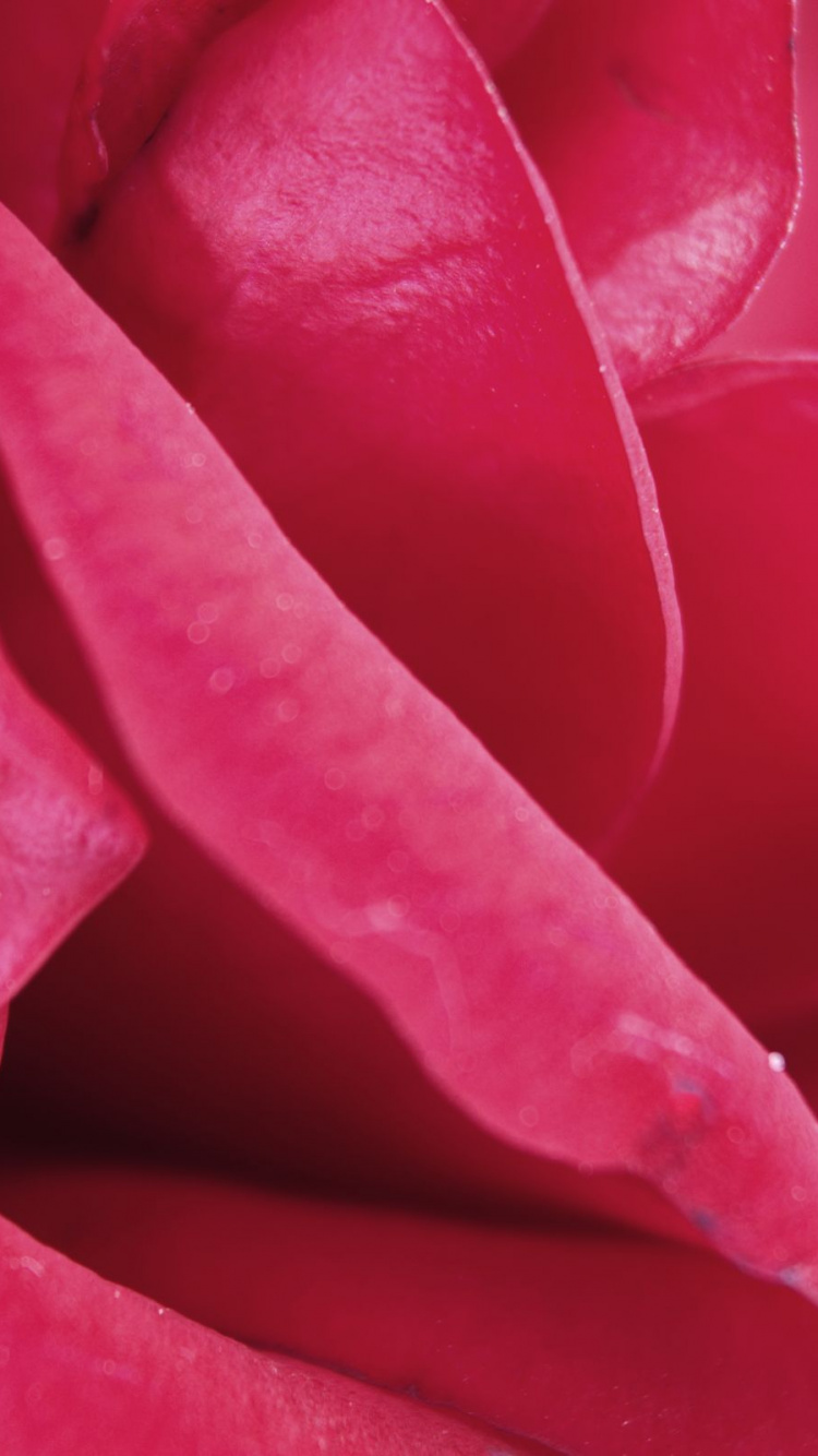 Rose Rouge en Photographie Rapprochée. Wallpaper in 750x1334 Resolution