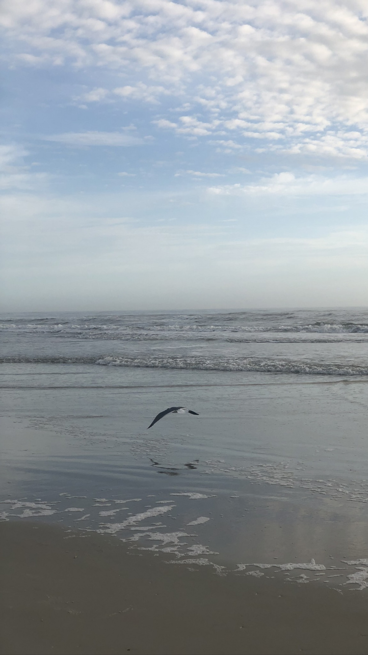 Mudflat, Water, Tide, Body of Water, Fluid. Wallpaper in 750x1334 Resolution