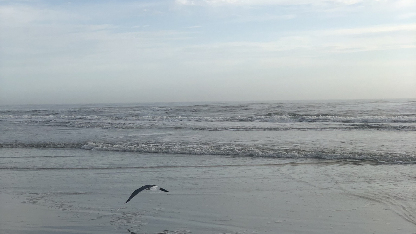 Wattenmeer, Wasser, Flut, Gewässer, Flüssigkeit. Wallpaper in 1366x768 Resolution