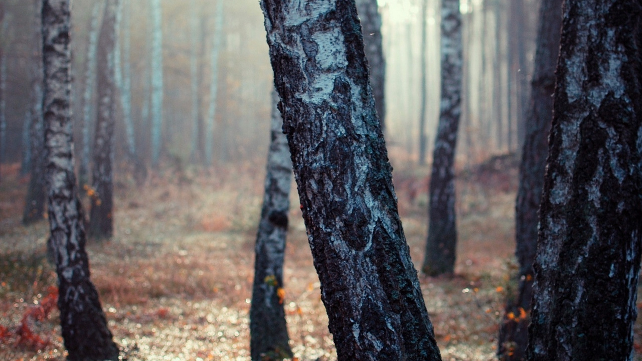 Brauner Baumstamm im Wald Tagsüber. Wallpaper in 1280x720 Resolution