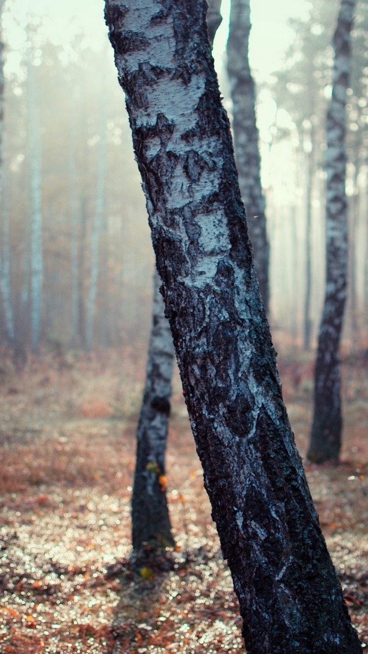 Brauner Baumstamm im Wald Tagsüber. Wallpaper in 720x1280 Resolution