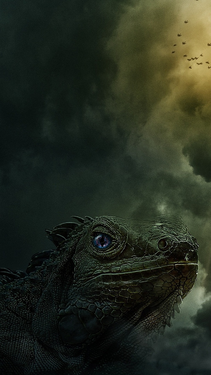 Iguania, 爬行动物, 人体内的水, 鸟, 羽毛 壁纸 720x1280 允许