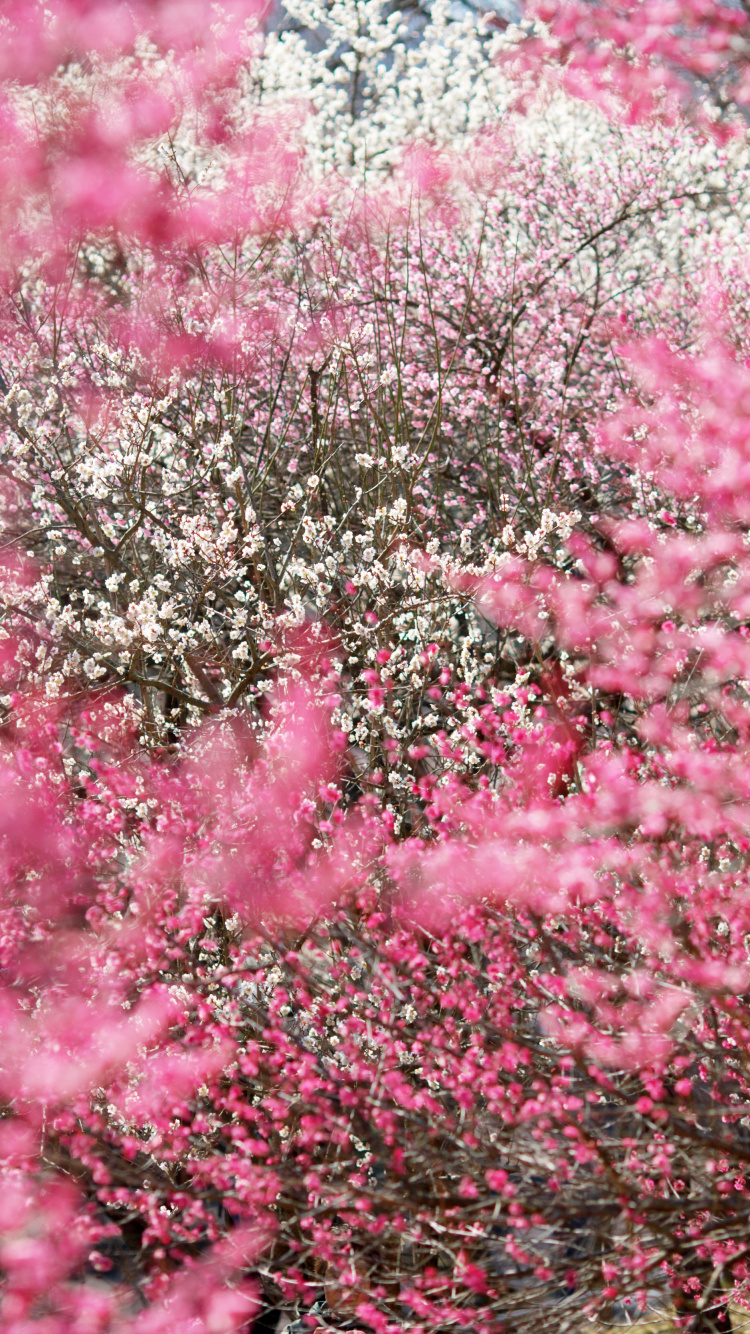 Japan, Kirschblüte, Pink, Frühjahr, Baum. Wallpaper in 750x1334 Resolution
