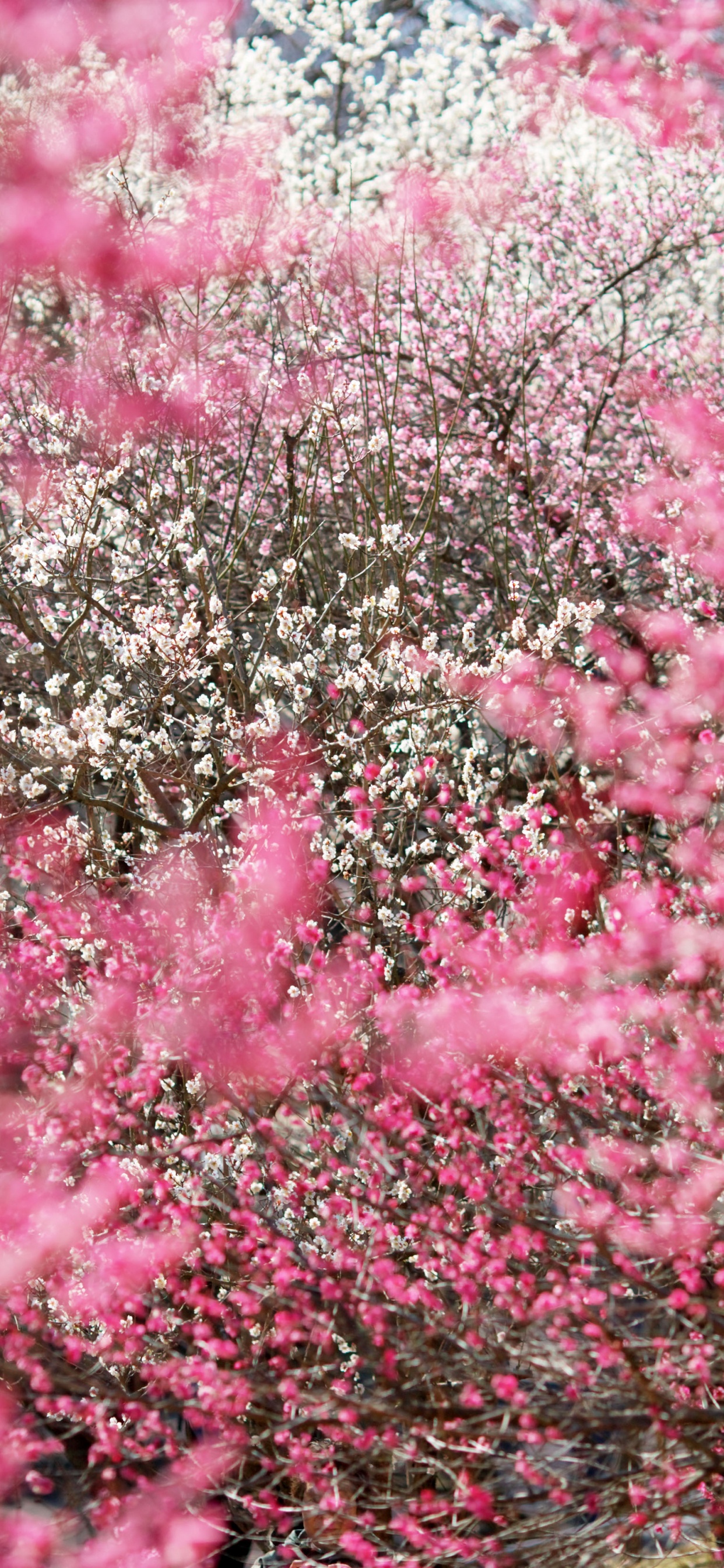 Japon, Cerisier, Pink, Printemps, Végétation. Wallpaper in 1242x2688 Resolution