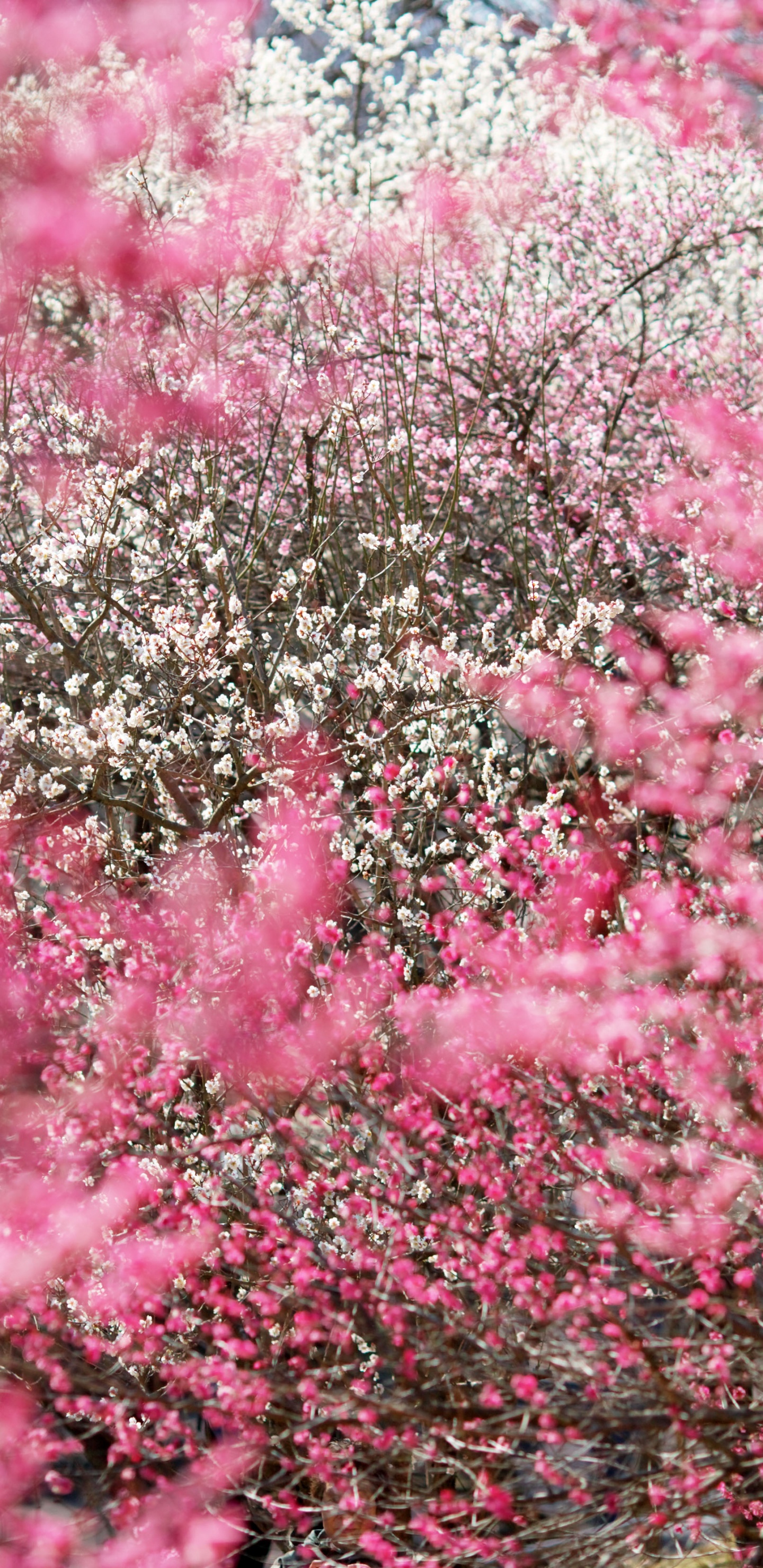 Japan, Cherry Blossom, Blossom, Flower, Pink. Wallpaper in 1440x2960 Resolution