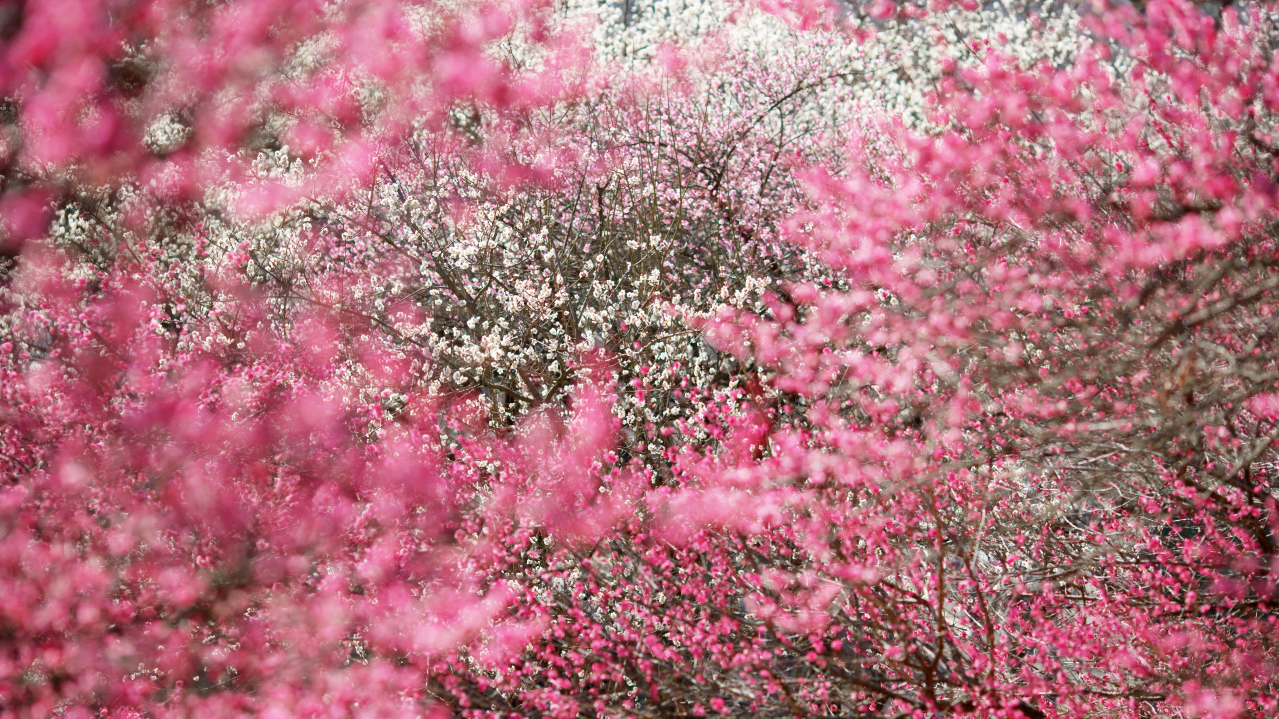 Japan, Cherry Blossom, Blossom, Flower, Pink. Wallpaper in 2560x1440 Resolution