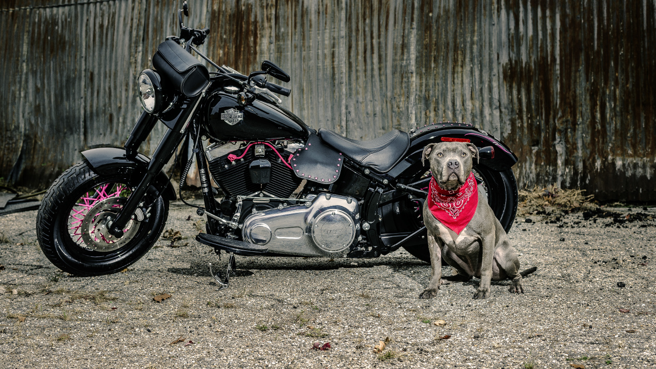 Black and Gray Motorcycle Beside Brown Wooden Fence During Daytime. Wallpaper in 1280x720 Resolution