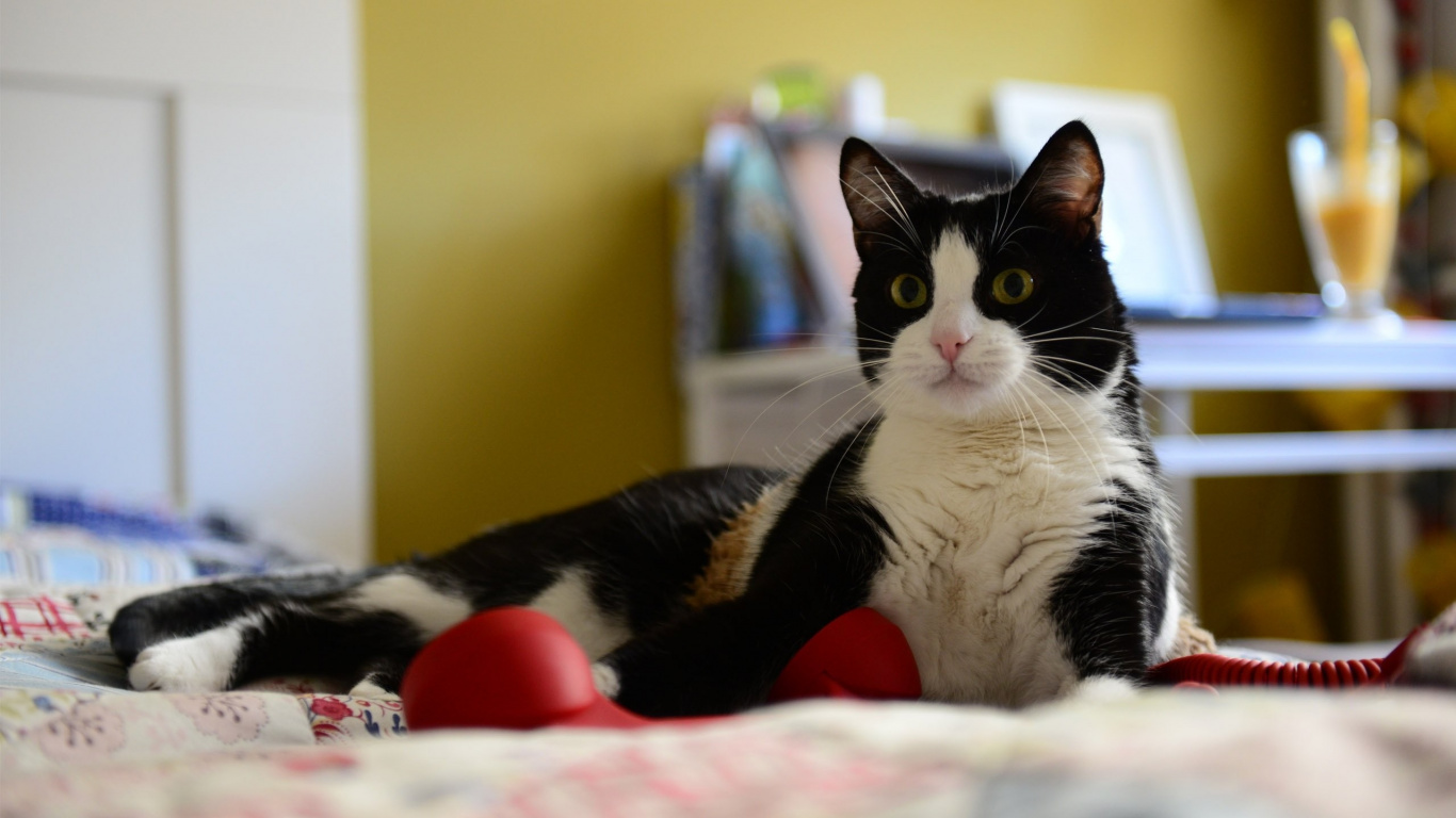 Gato Blanco y Negro Acostado en la Cama. Wallpaper in 1366x768 Resolution