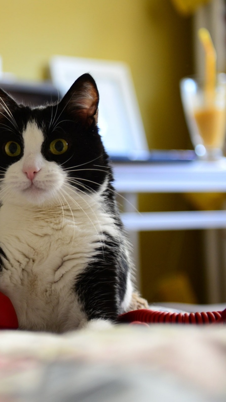 Gato Blanco y Negro Acostado en la Cama. Wallpaper in 720x1280 Resolution