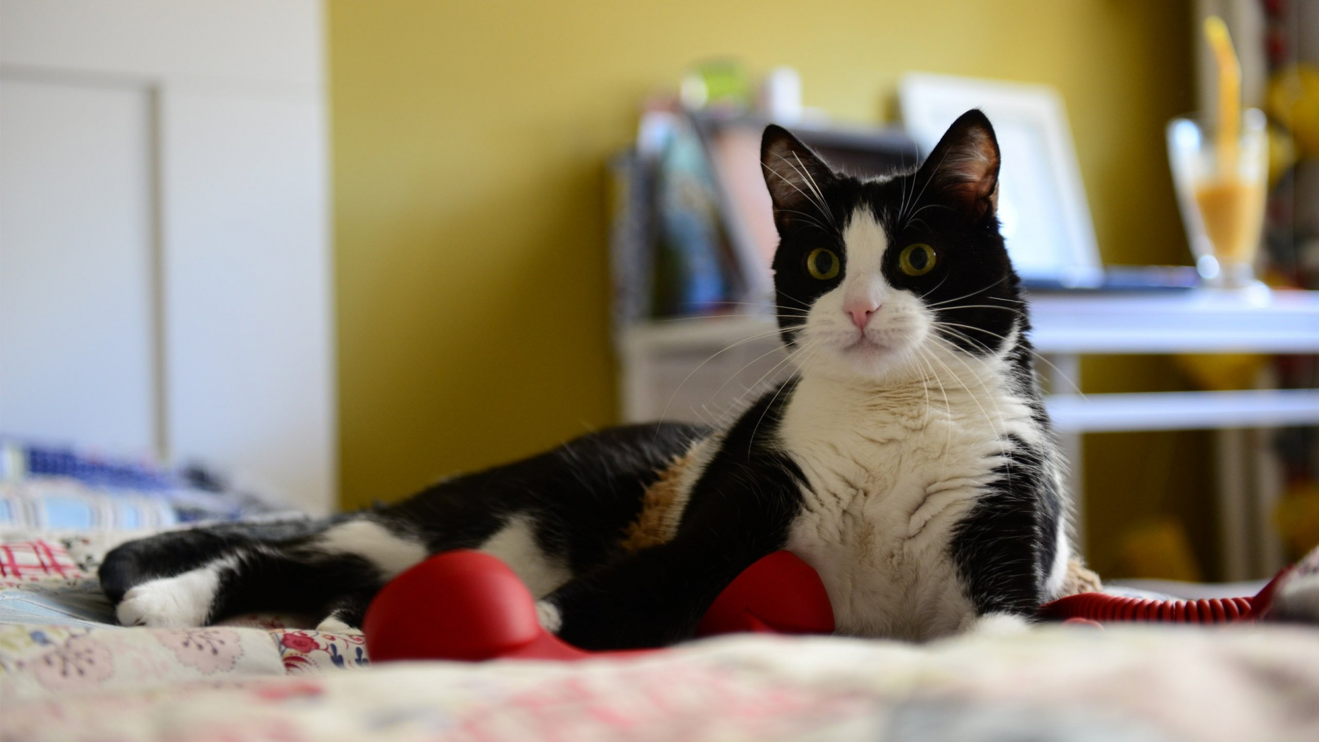 Black and White Cat Lying on Bed. Wallpaper in 1920x1080 Resolution