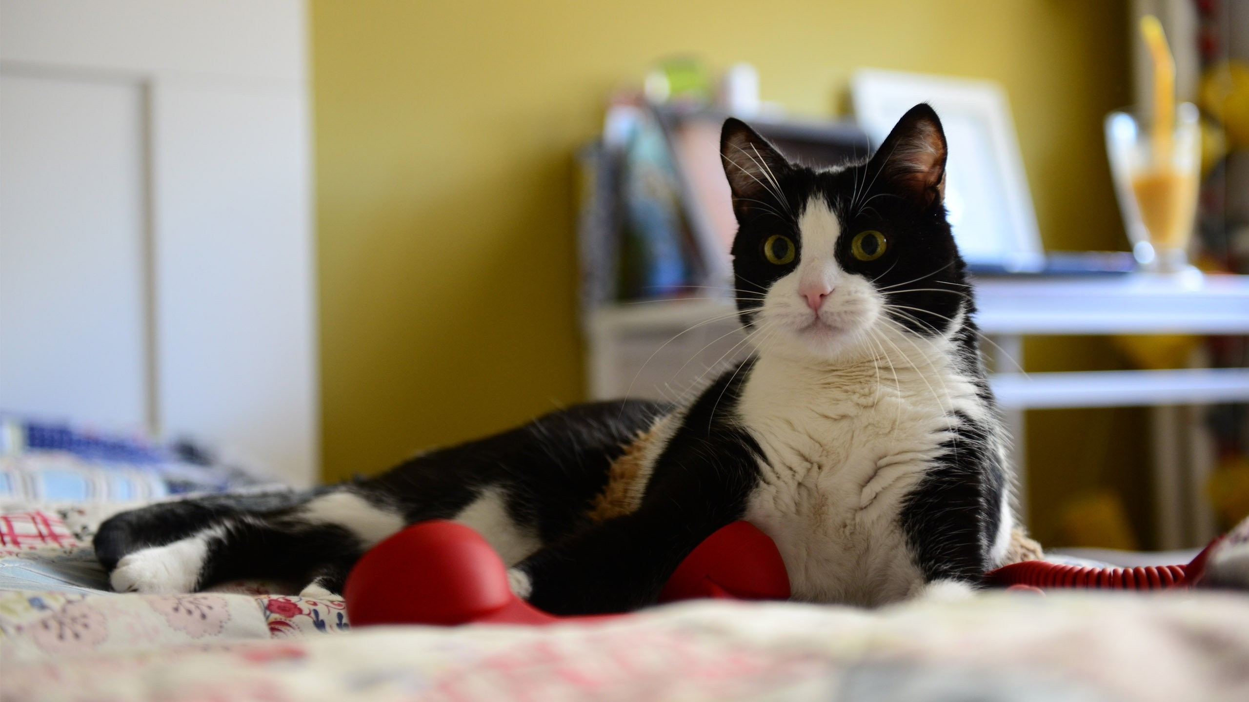 Black and White Cat Lying on Bed. Wallpaper in 2560x1440 Resolution