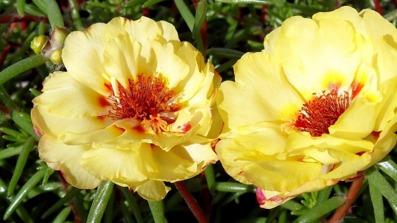 Yellow and Red Flower in Bloom During Daytime. Wallpaper in 1280x720 Resolution