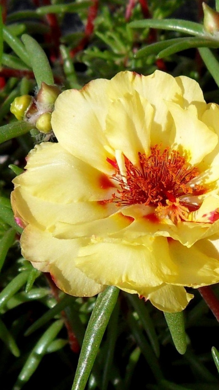 Yellow and Red Flower in Bloom During Daytime. Wallpaper in 720x1280 Resolution