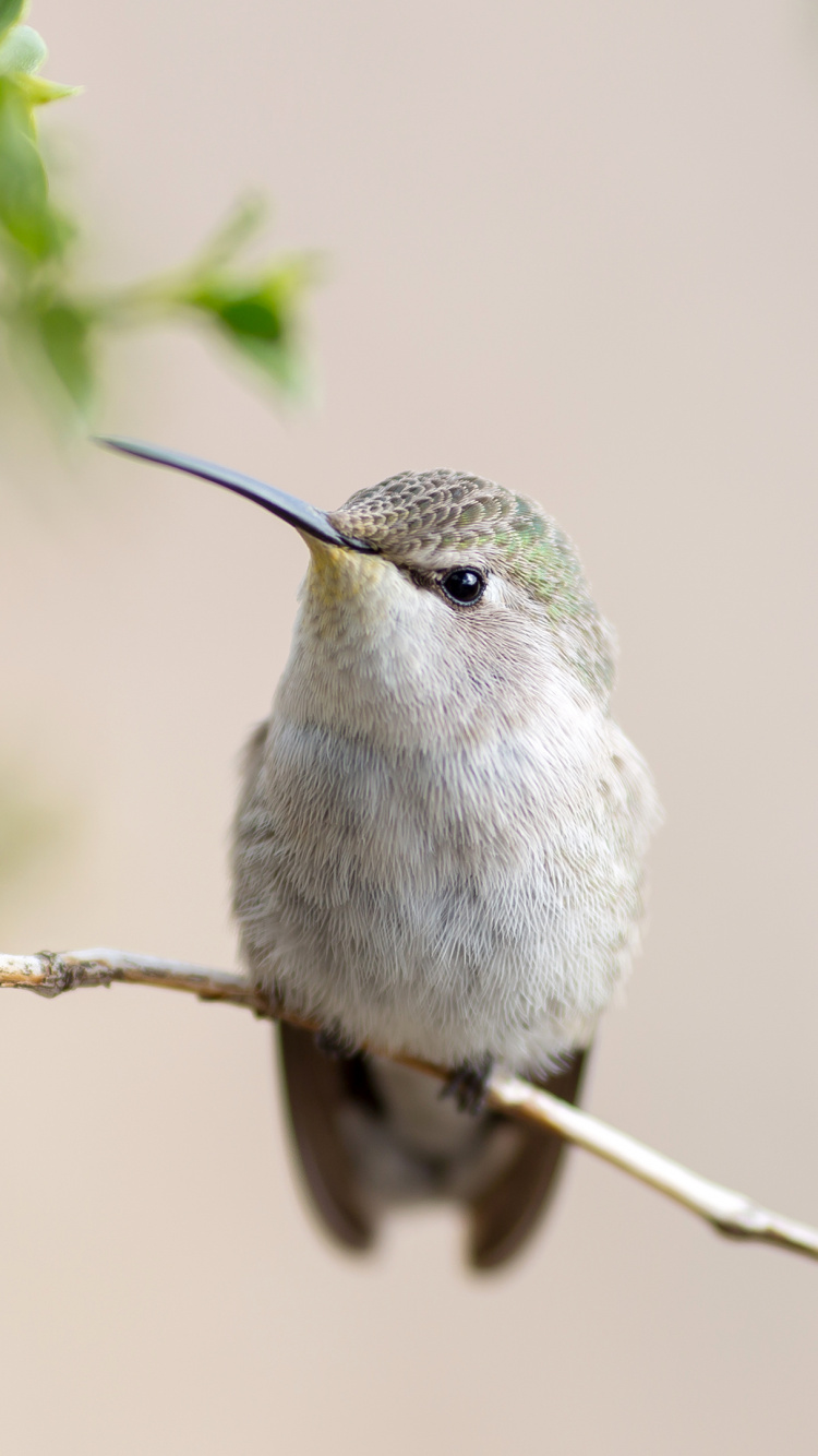Gray and White Bird on Brown Tree Branch During Daytime. Wallpaper in 750x1334 Resolution