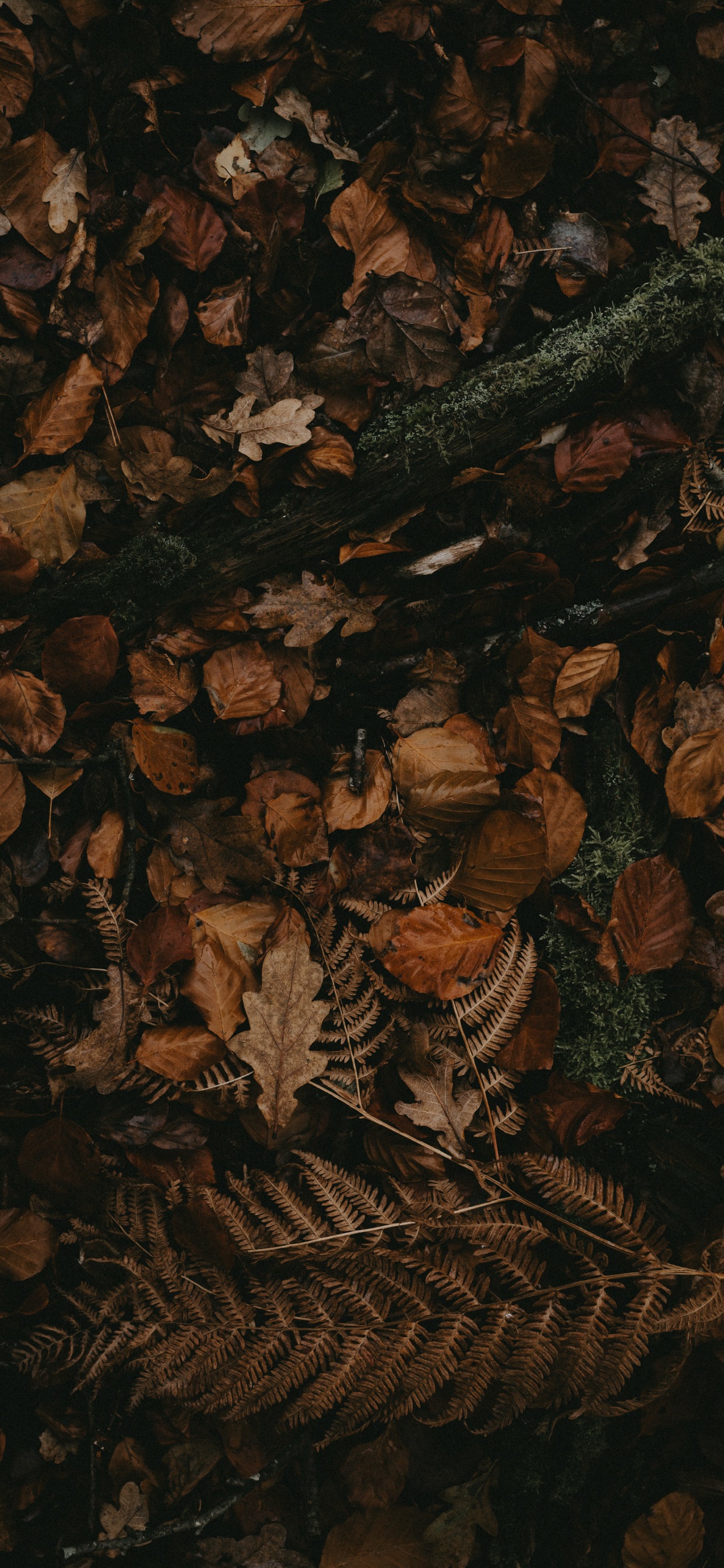 Brown, Darkness, Pattern, Still Life. Wallpaper in 1242x2688 Resolution