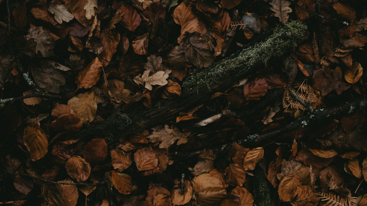 Brown, Darkness, Pattern, Still Life. Wallpaper in 1280x720 Resolution