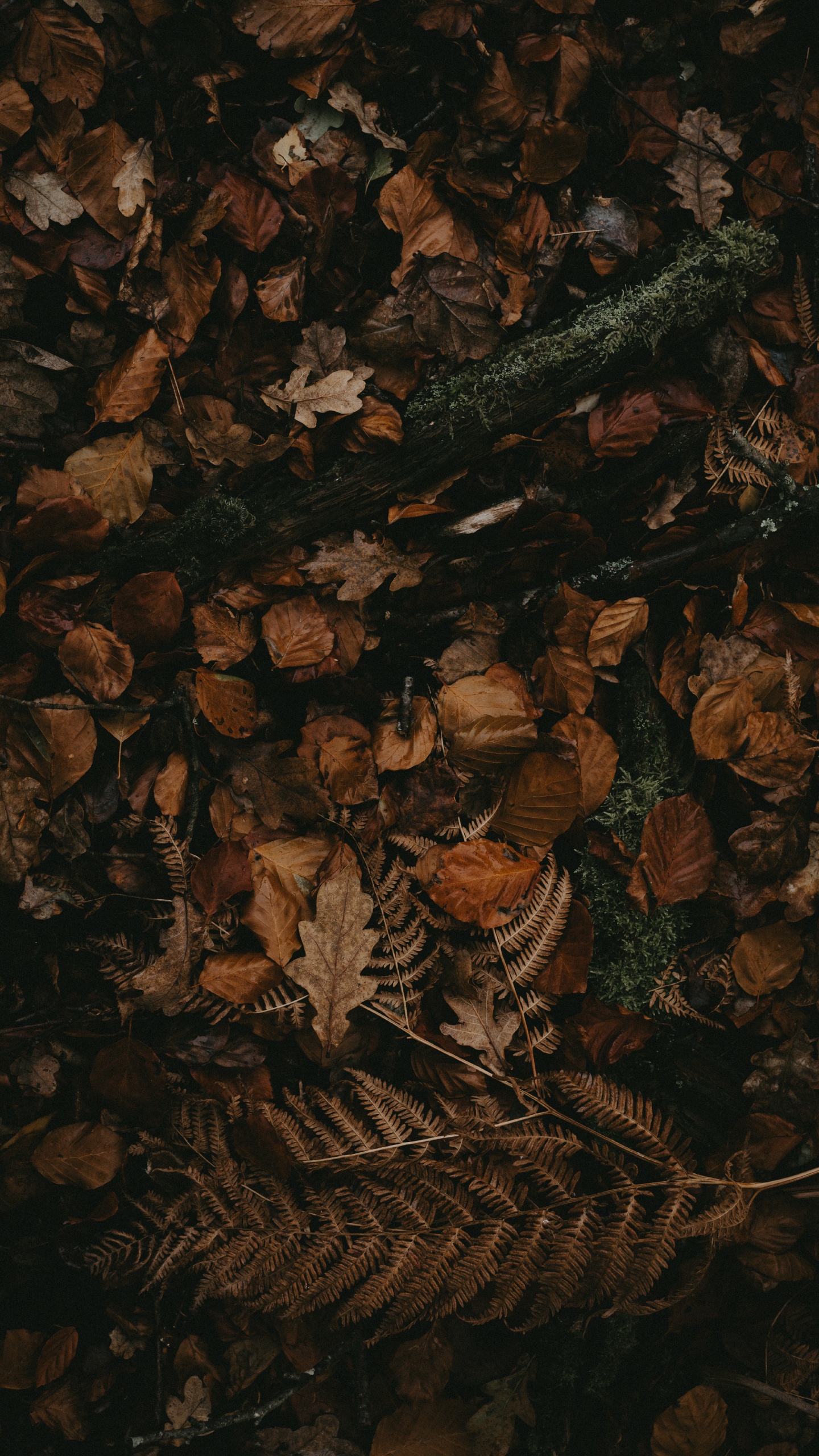 Brown, Darkness, Pattern, Still Life. Wallpaper in 1440x2560 Resolution