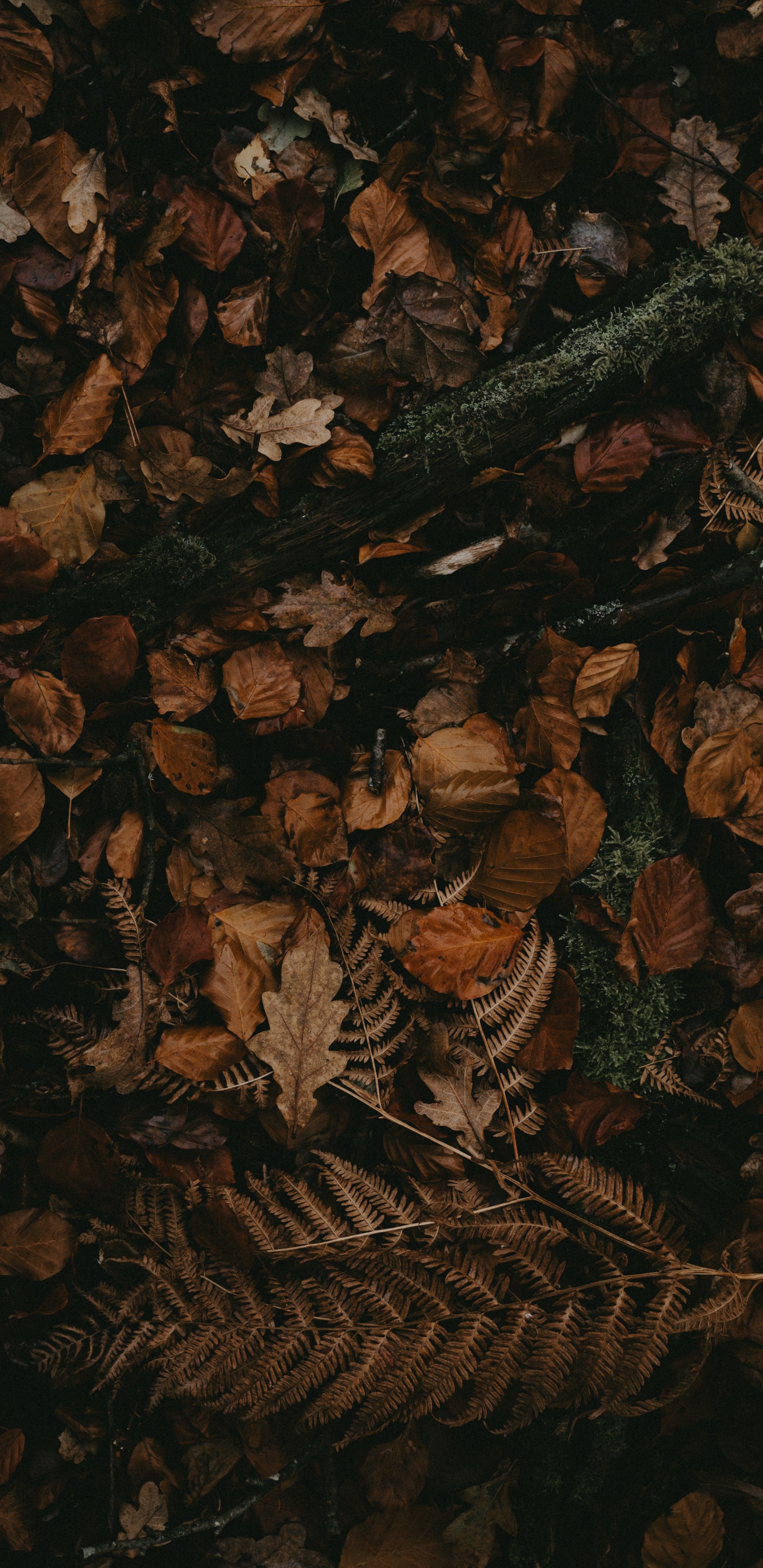 Brown, Muster, Stilleben. Wallpaper in 1440x2960 Resolution