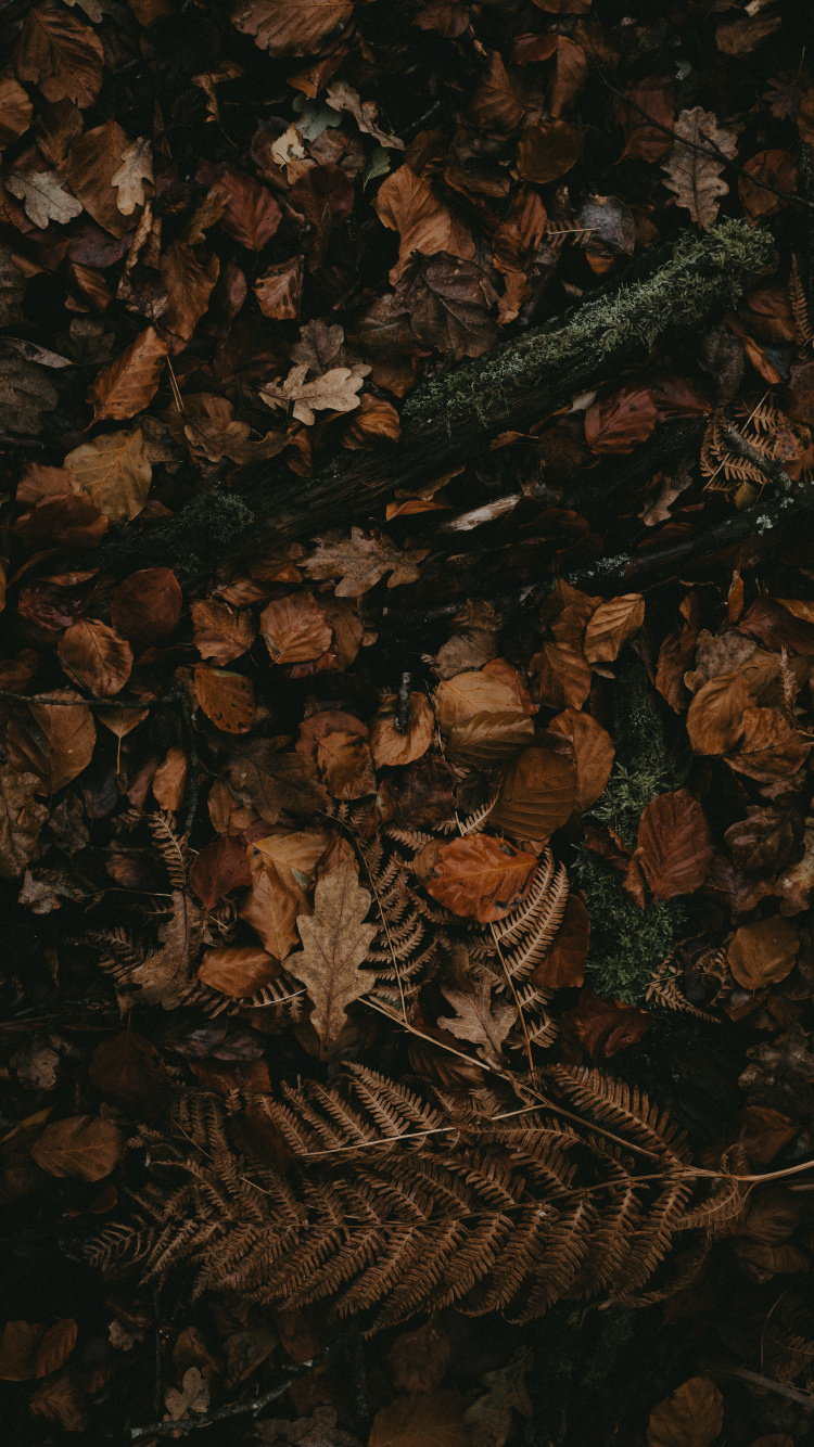 Brown, Obscurité, Encore de la Vie. Wallpaper in 750x1334 Resolution