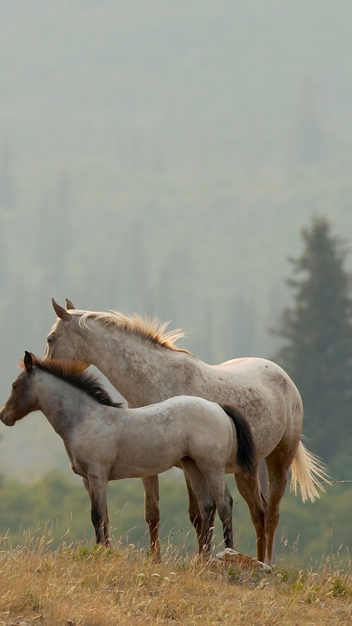 2 Caballos Blancos en el Campo de Hierba Marrón Durante el Día. Wallpaper in 720x1280 Resolution