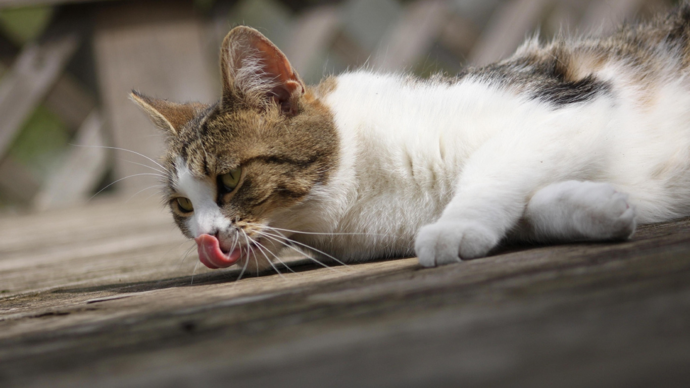 Chat Blanc et Brun Allongé Sur le Plancher en Bois. Wallpaper in 1366x768 Resolution