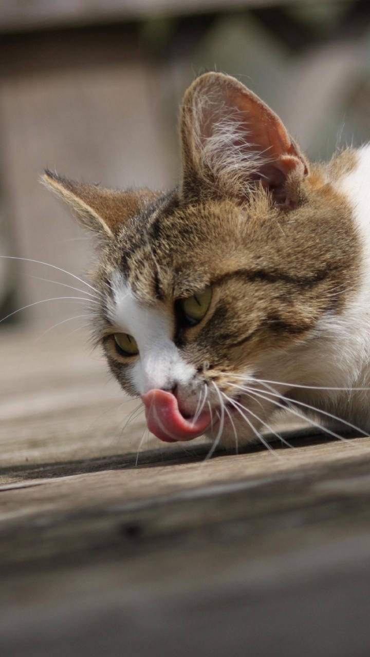 Chat Blanc et Brun Allongé Sur le Plancher en Bois. Wallpaper in 720x1280 Resolution