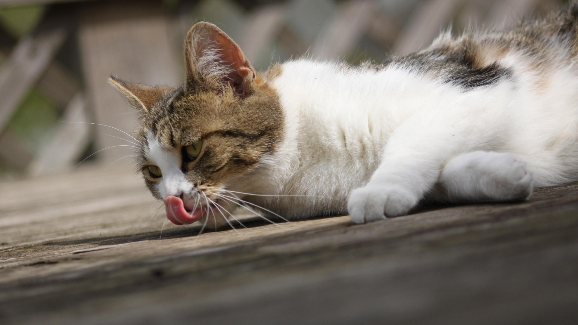 White and Brown Cat Lying on Wooden Floor. Wallpaper in 1920x1080 Resolution