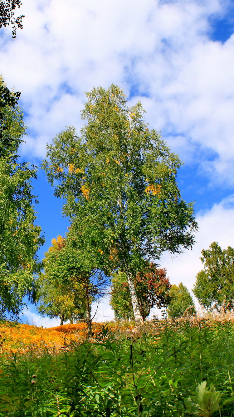 Green Trees Under Blue Sky During Daytime. Wallpaper in 750x1334 Resolution