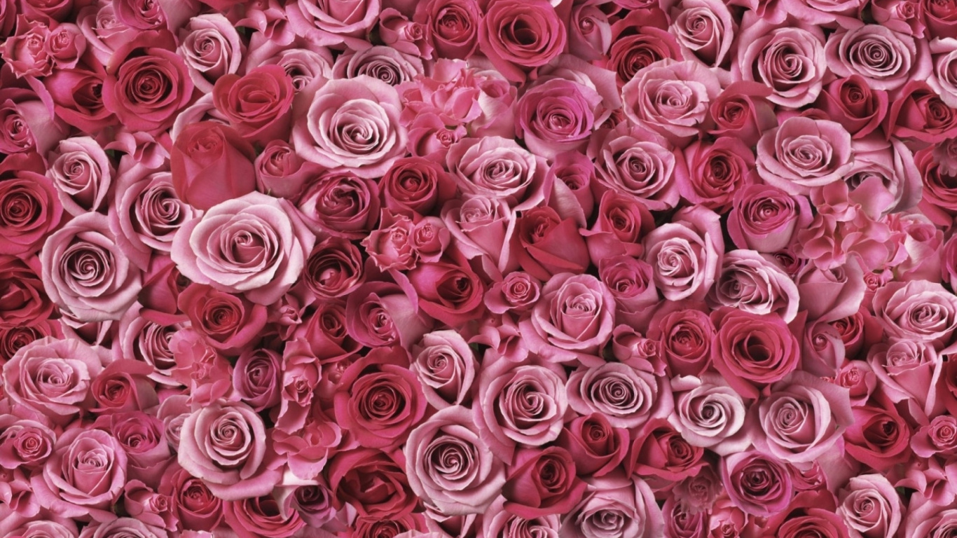 Pink and White Rose Petals. Wallpaper in 1366x768 Resolution