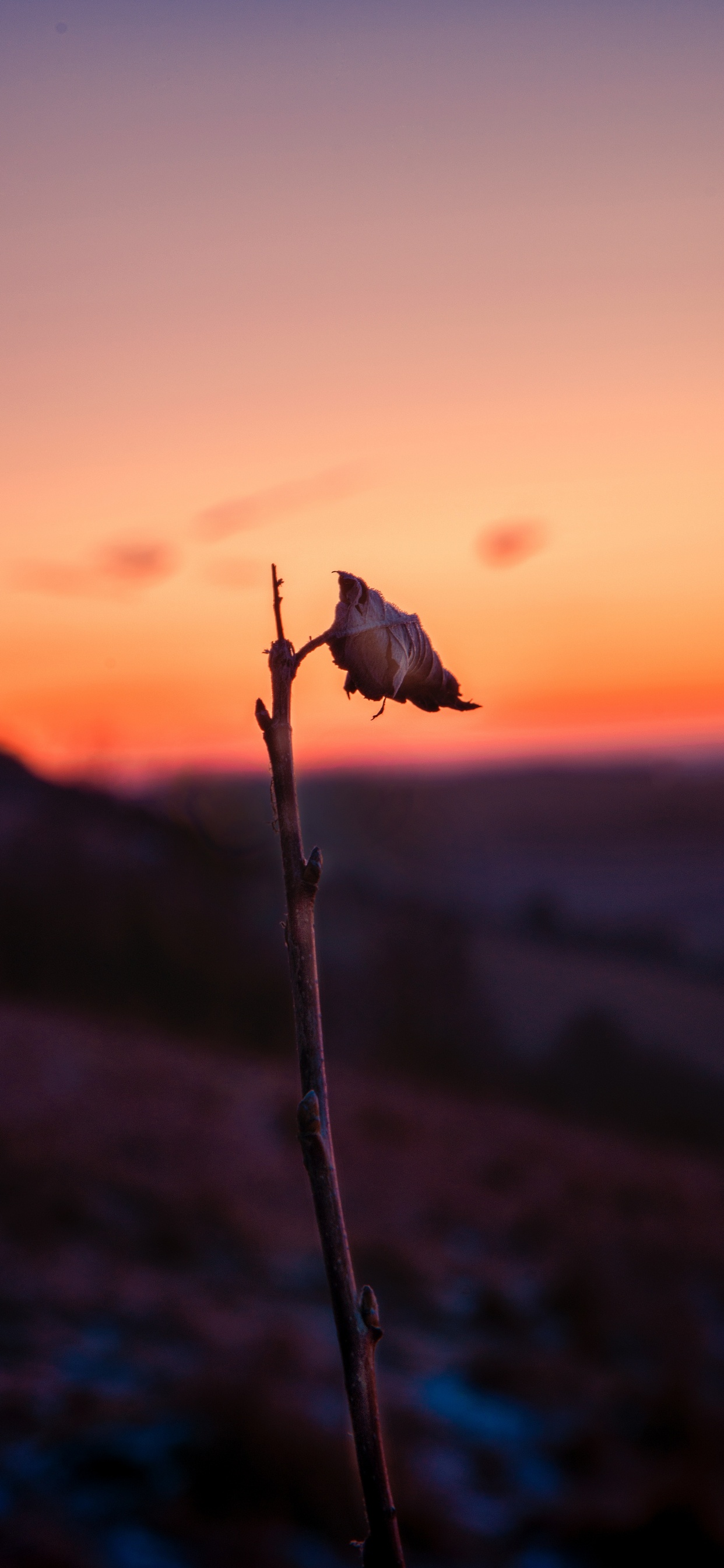 Sunset, Water, Atmosphere, Morning, Flower. Wallpaper in 1242x2688 Resolution