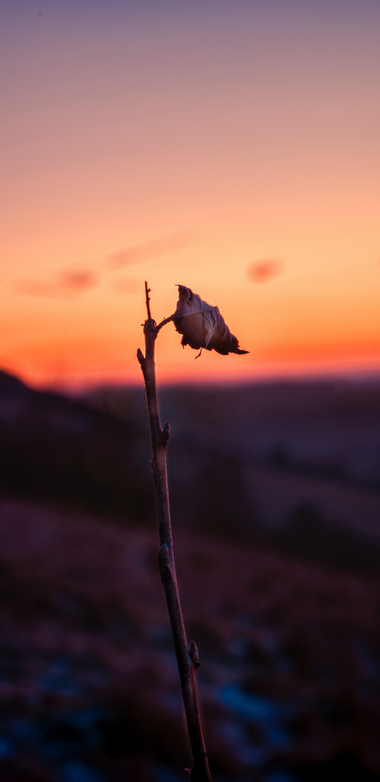 Sunset, Water, Atmosphere, Morning, Flower. Wallpaper in 1440x2960 Resolution