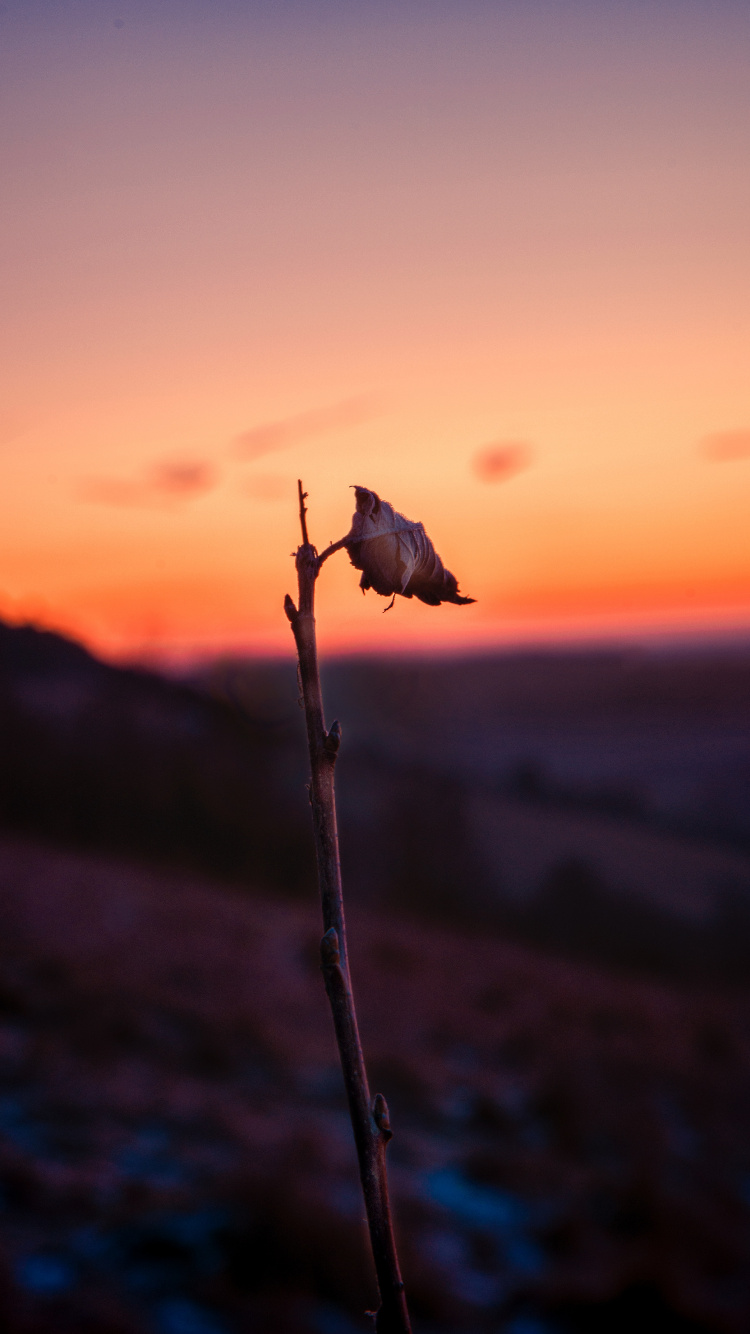Sunset, Water, Atmosphere, Morning, Flower. Wallpaper in 750x1334 Resolution
