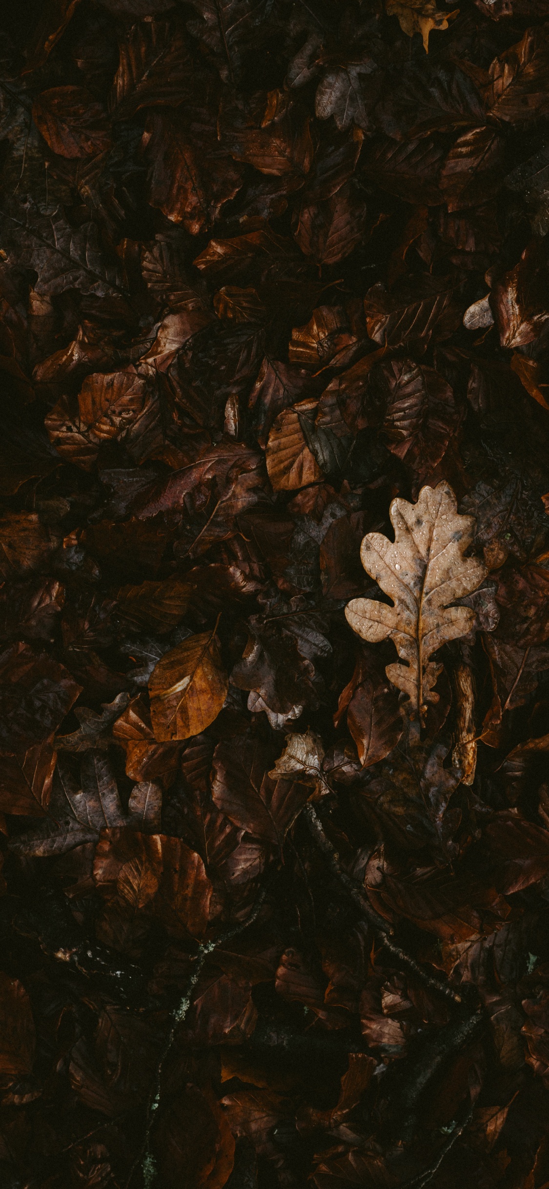Brown, Feuille, Plante, Silhouette, Art. Wallpaper in 1125x2436 Resolution