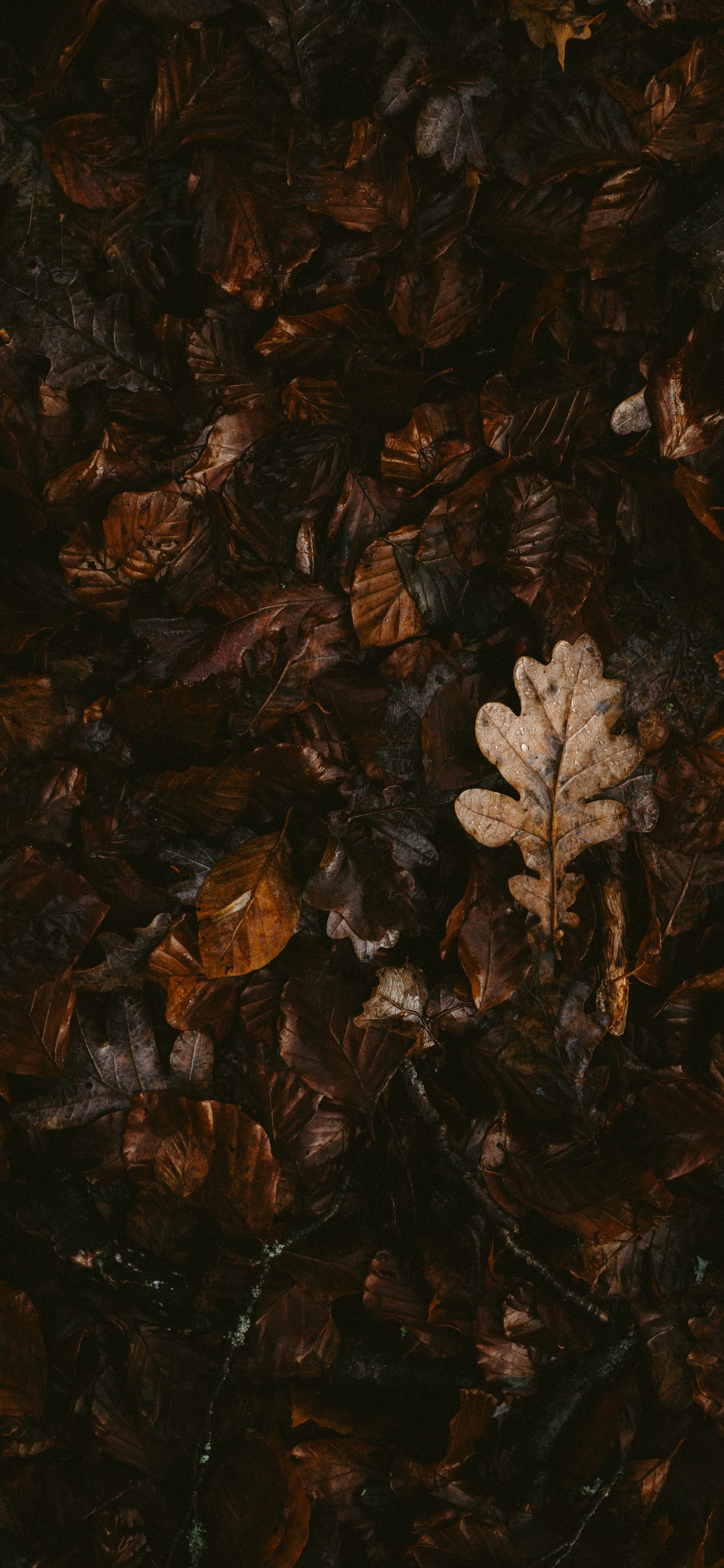 Brown, Feuille, Plante, Silhouette, Art. Wallpaper in 1242x2688 Resolution