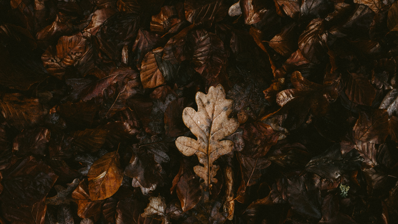 Brown, Feuille, Plante, Silhouette, Art. Wallpaper in 1280x720 Resolution